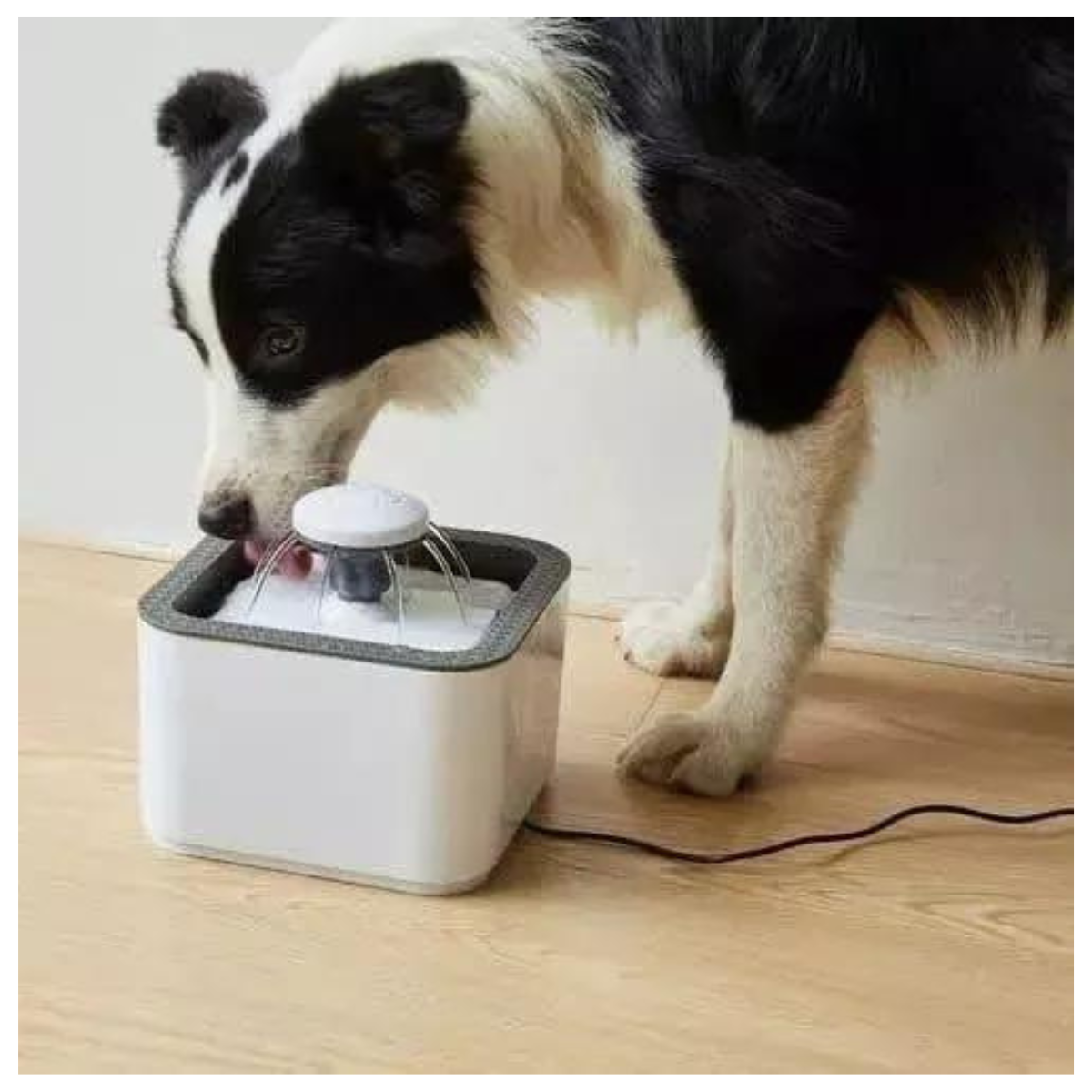 Perro bebiendo de la fuente de agua