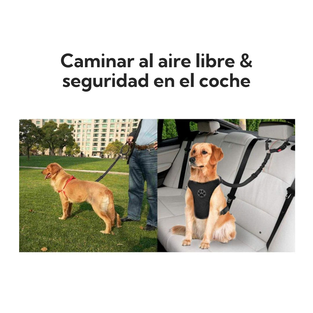 Correa de seguridad para auto