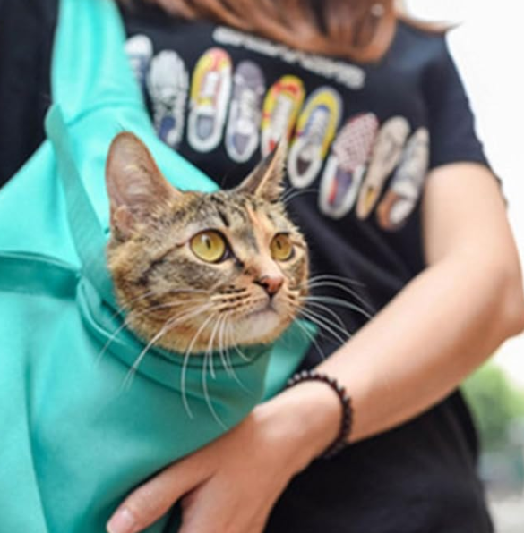 Gato en bolso de transporte
