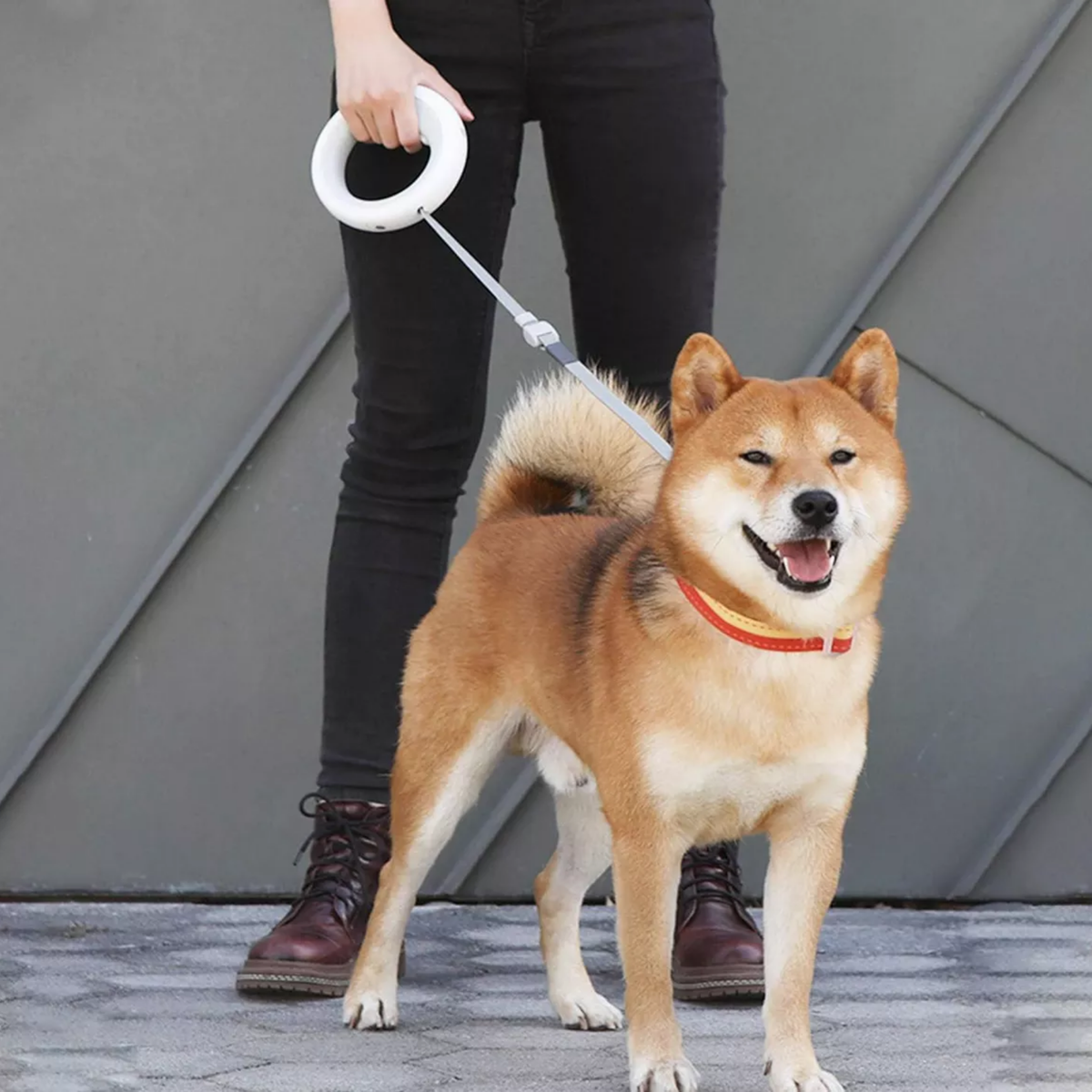 Perro paseando con correa retráctil