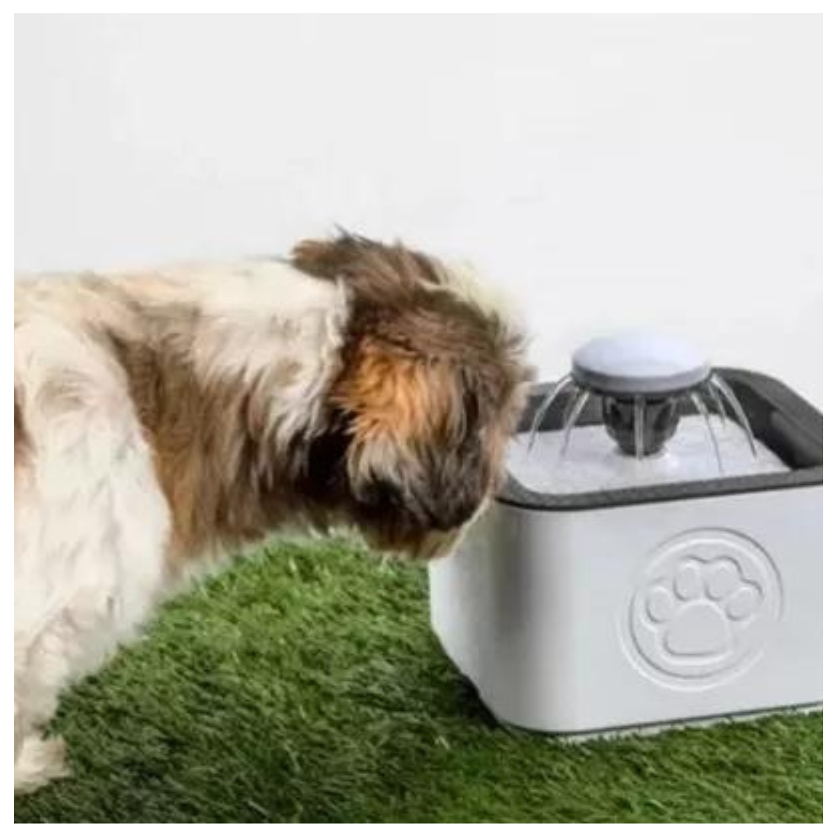 Perro tomando agua de la fuente 2,5 L